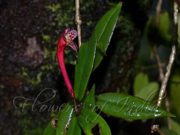 Nilgiri Blushwort